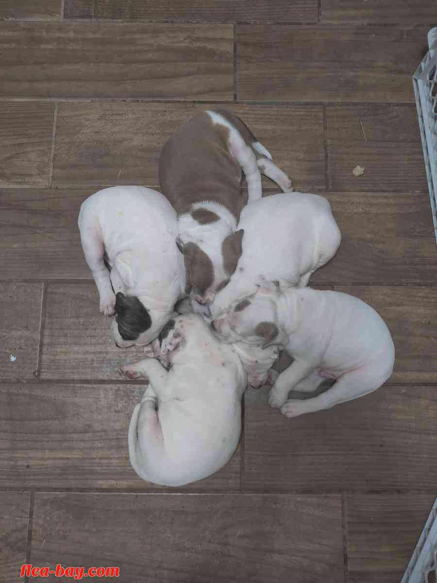 pit bull pups