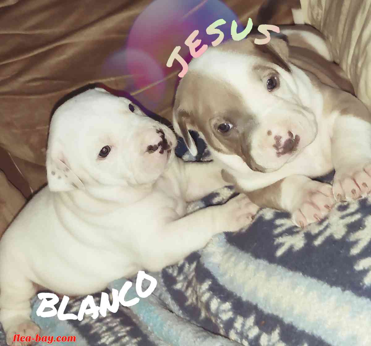 pit bull pups