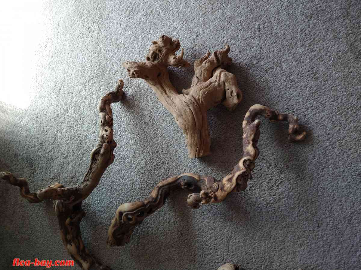 five pieces of reptile wood