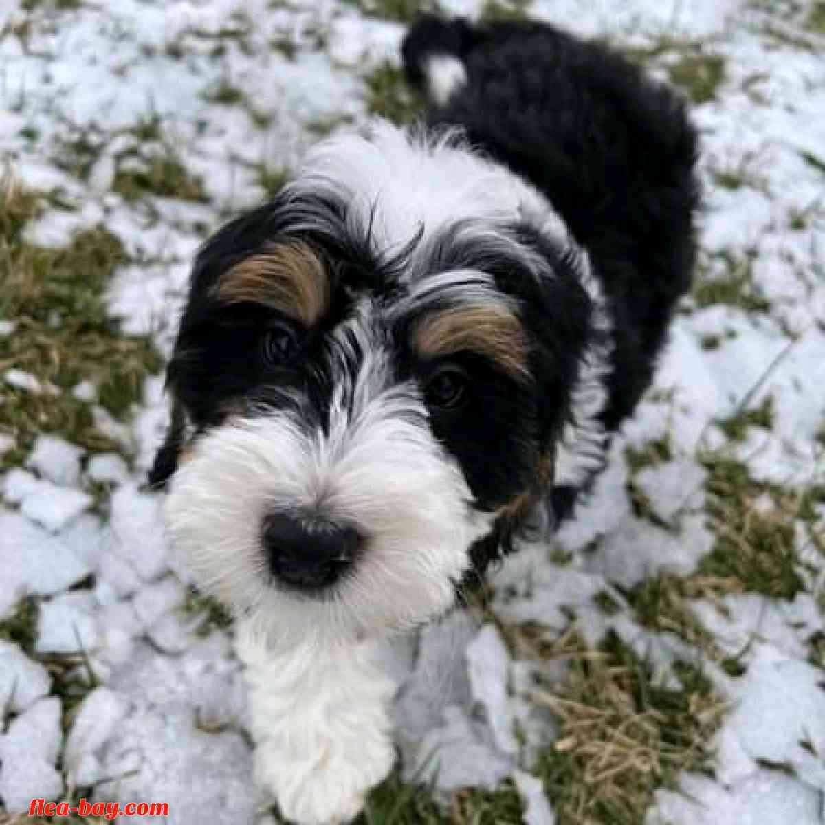 looking for serious buyer