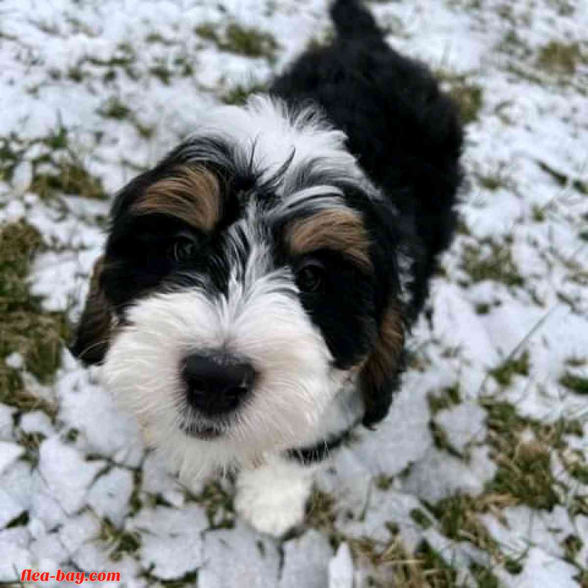 looking for serious buyer