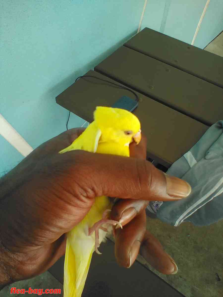 YELLOW BIRD