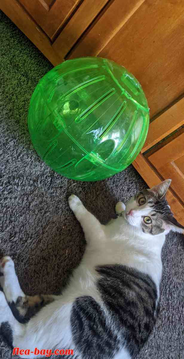 Rodent Exercise ball