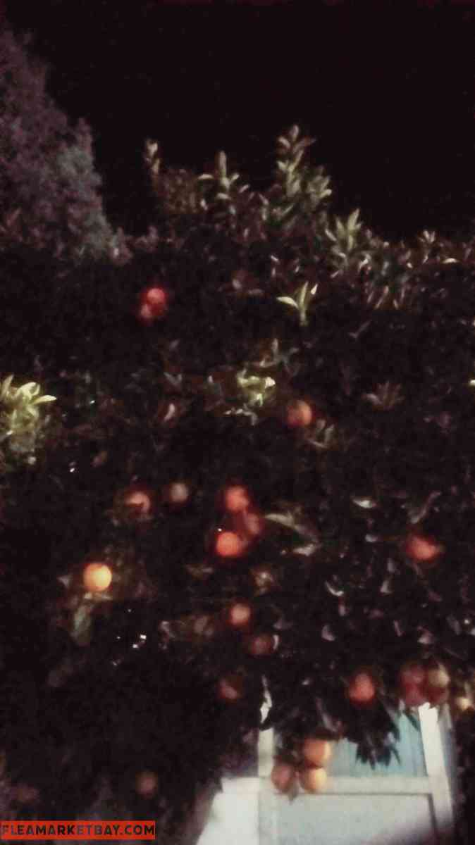 California  fresh oranges