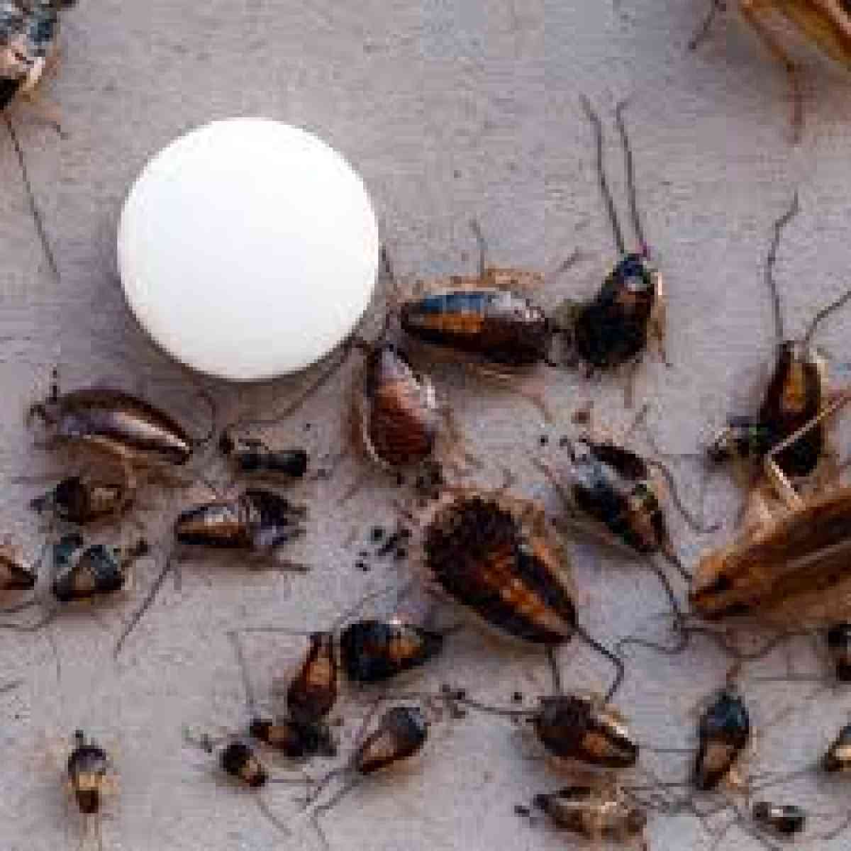 treatments pest n termites