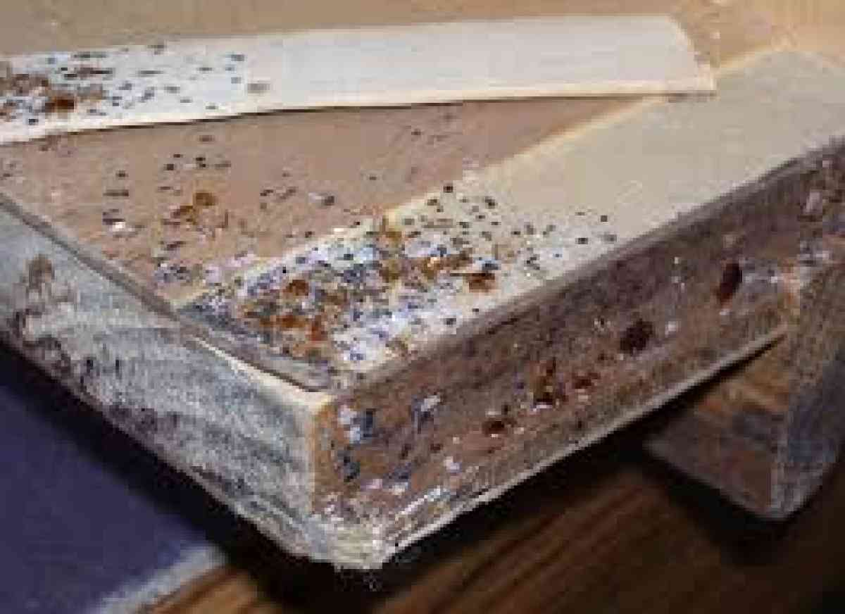 pest and termite control