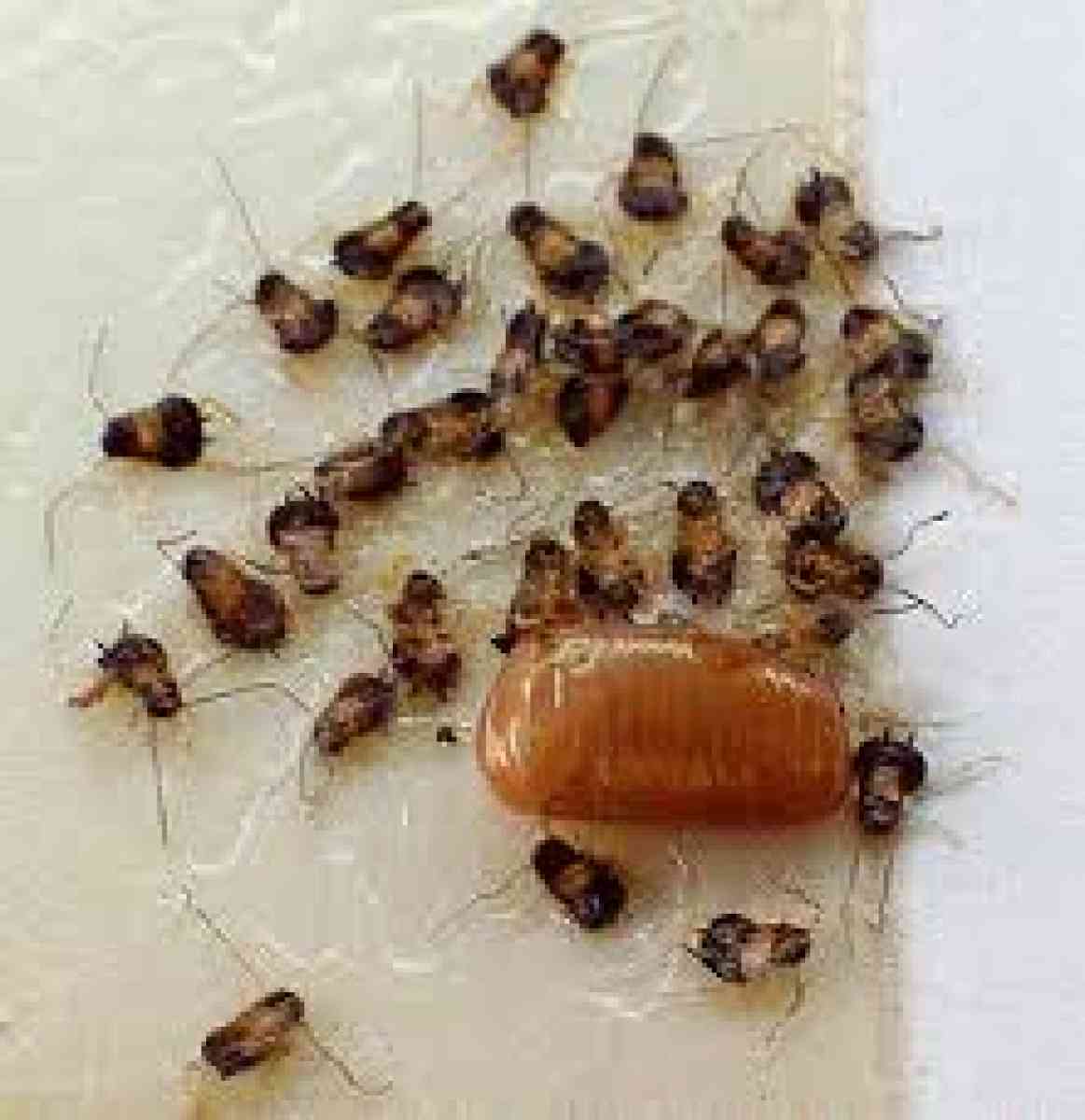 service for all pest n termite