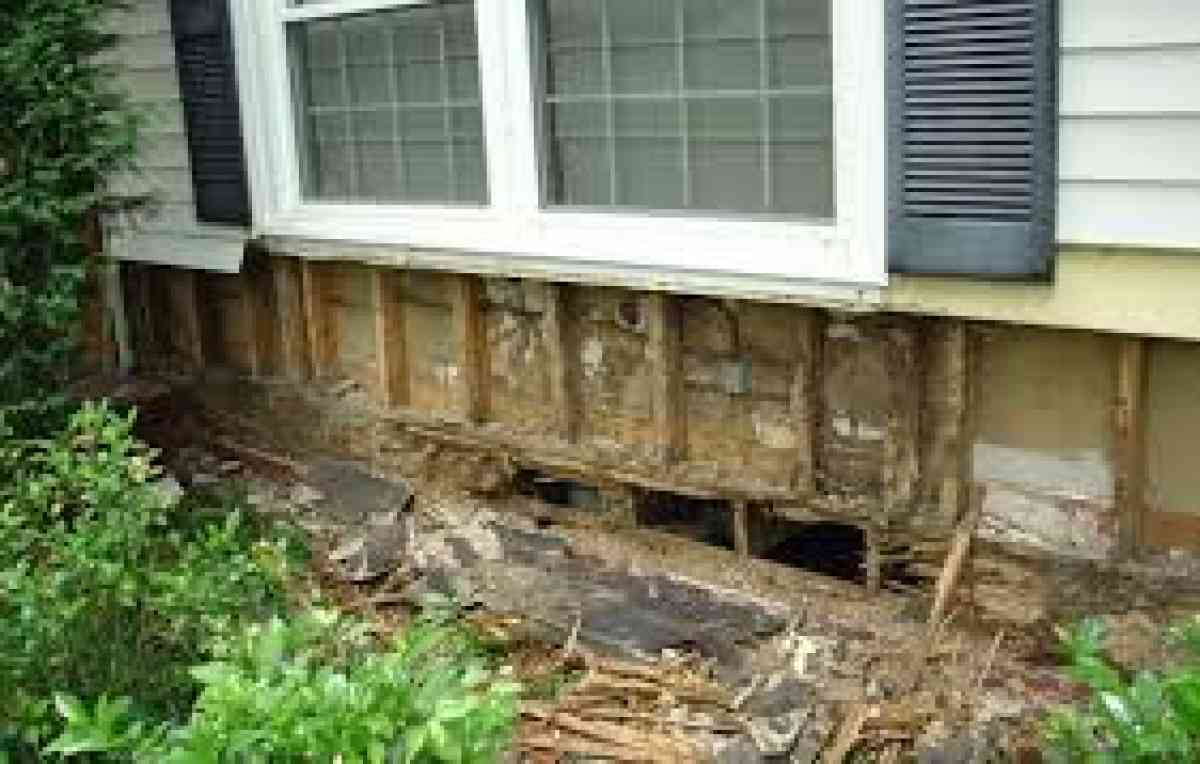 pest an termite solution