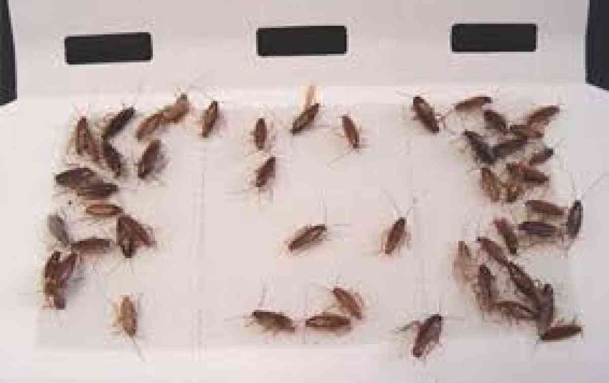 pest an termite solution