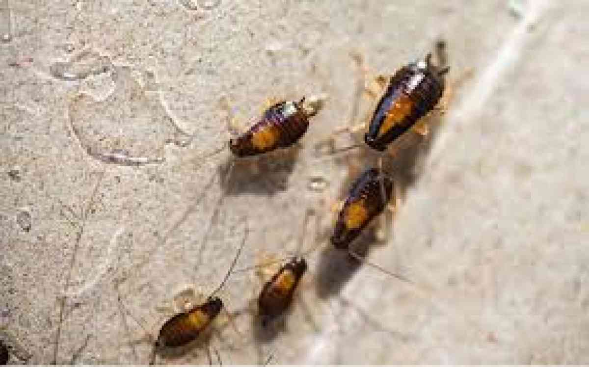 cheap pest control n termite