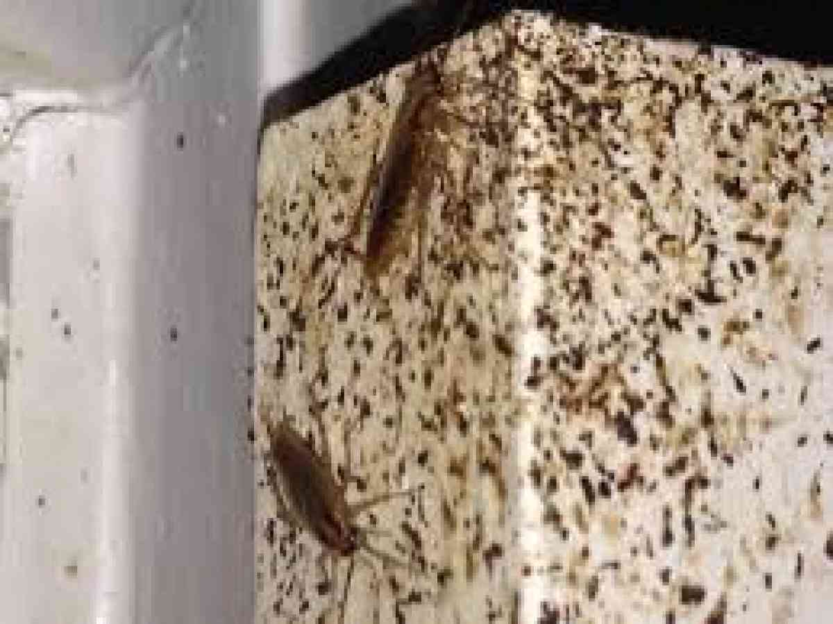 pest n termite control