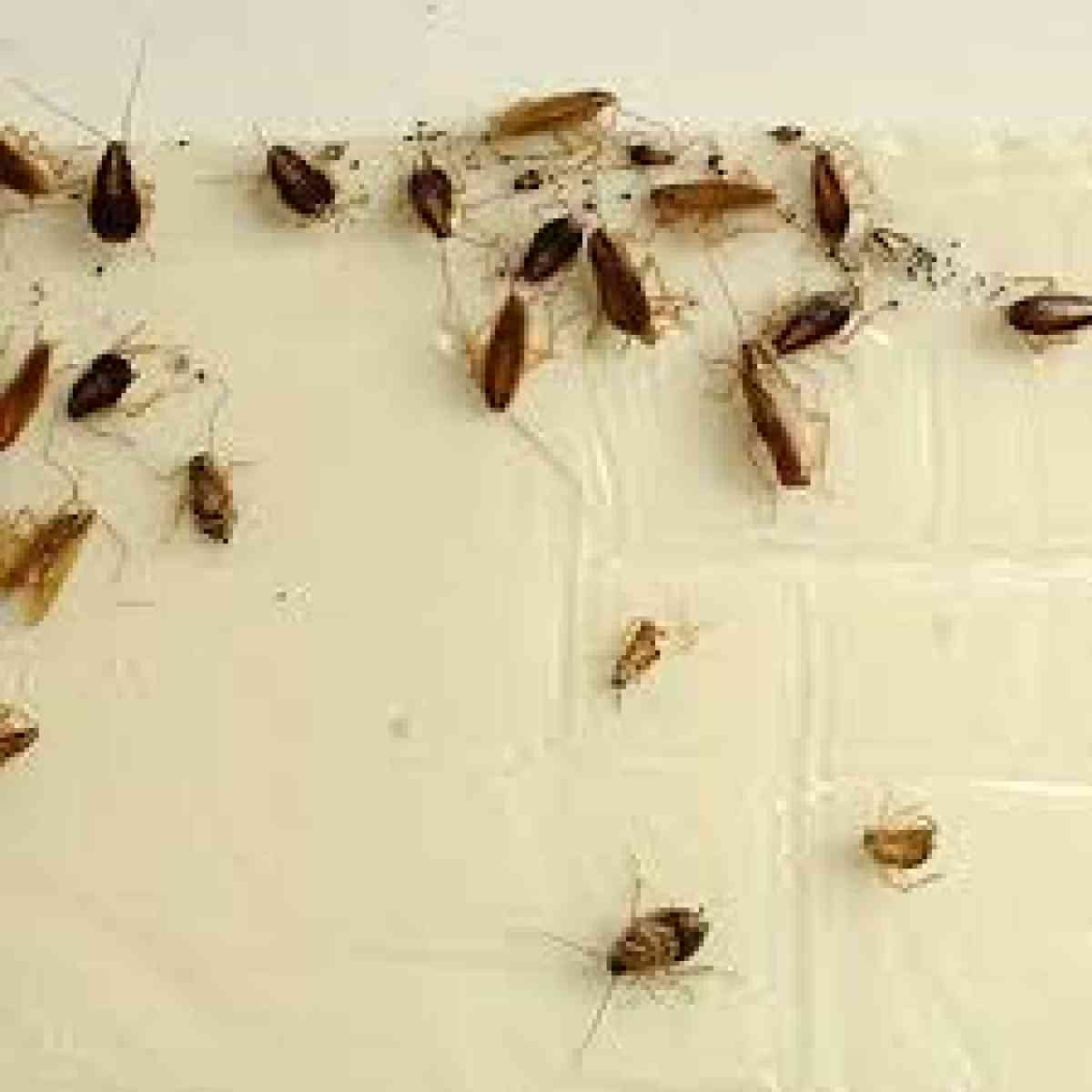 pest n termite treatment