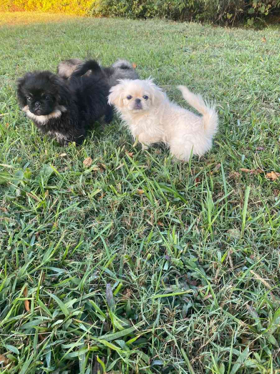 Pekingese Puppies