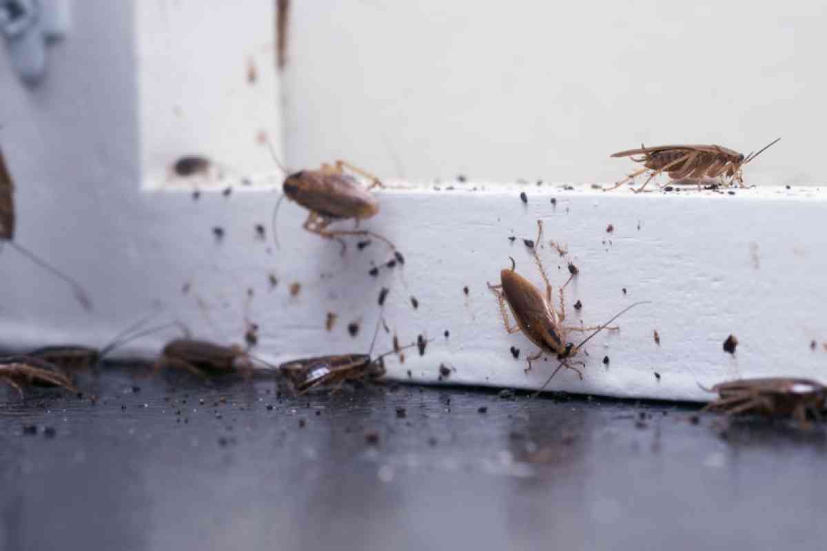 cheap pest control n termite