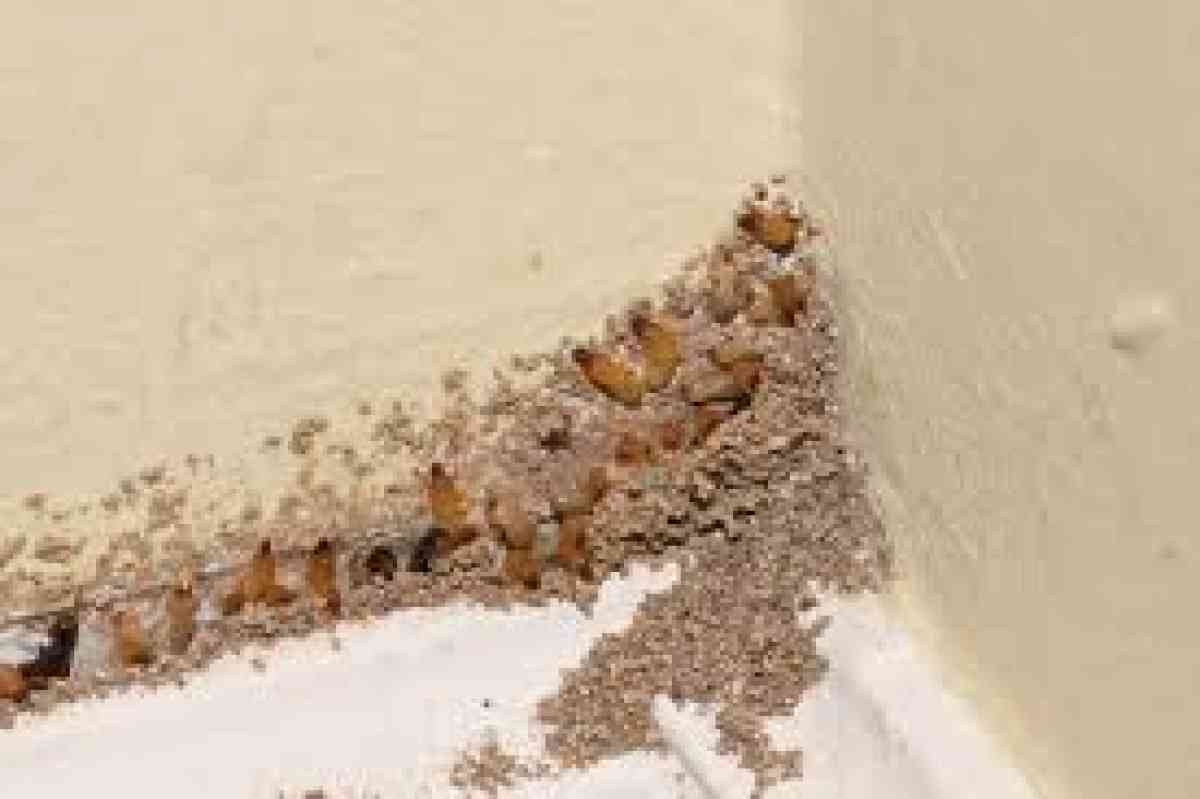 treatments pest n termites