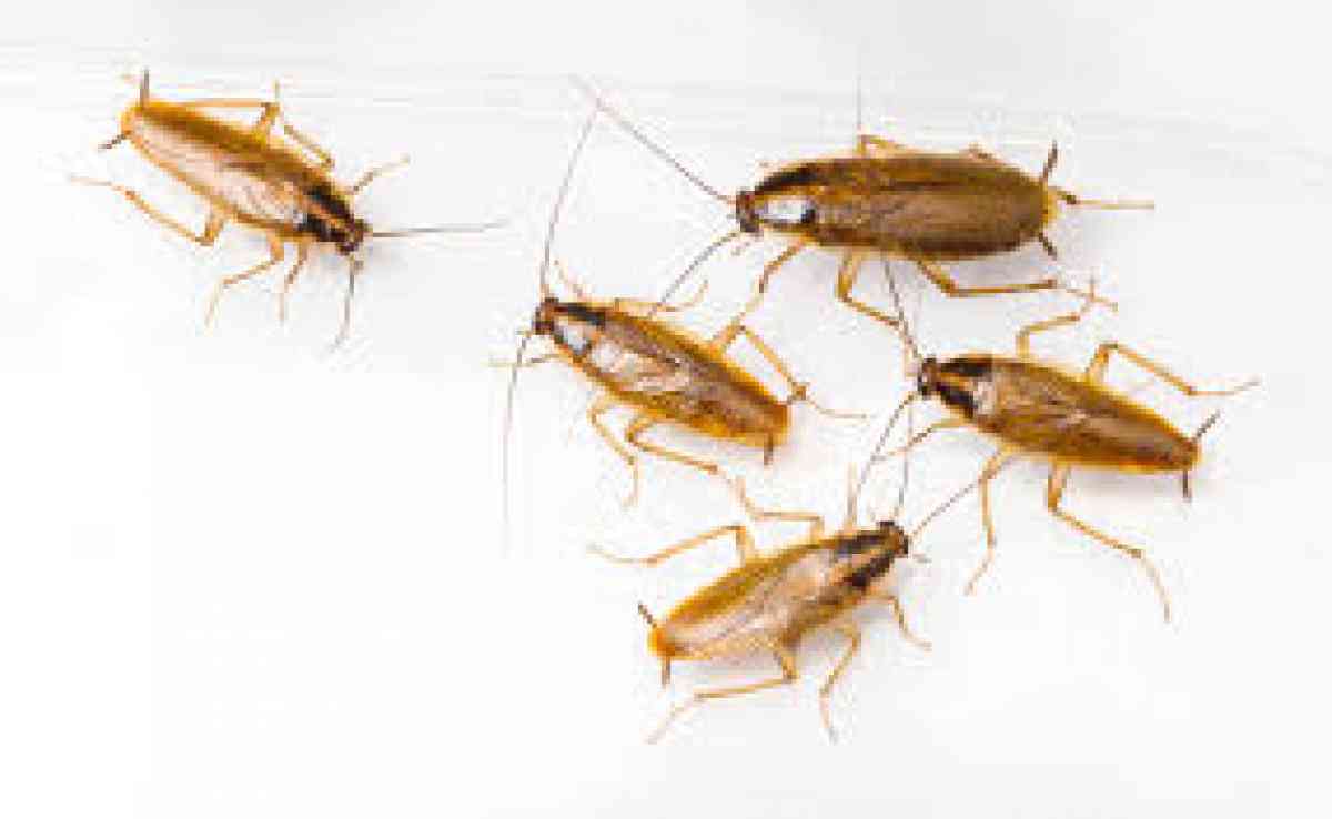 pest n termite services