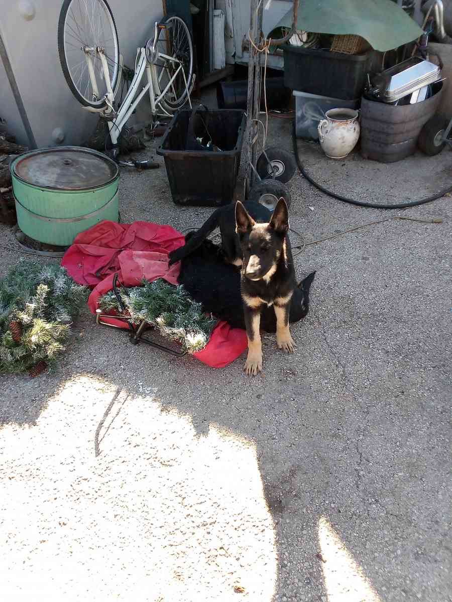 German Shepard Puppies