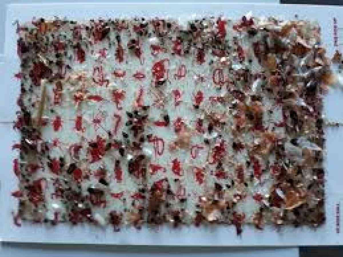 pest n termite services