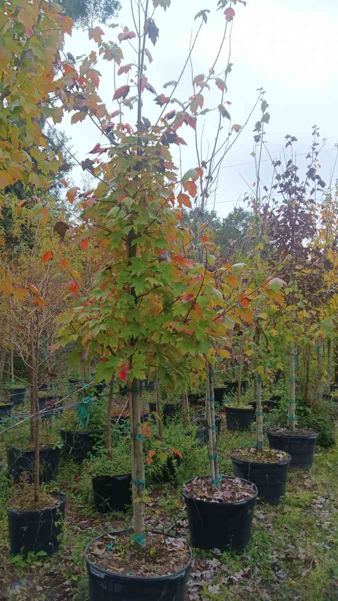 shade trees available  all sizes and species