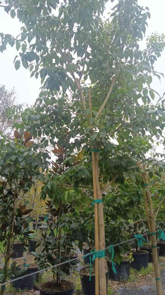 shade trees available  all sizes and species