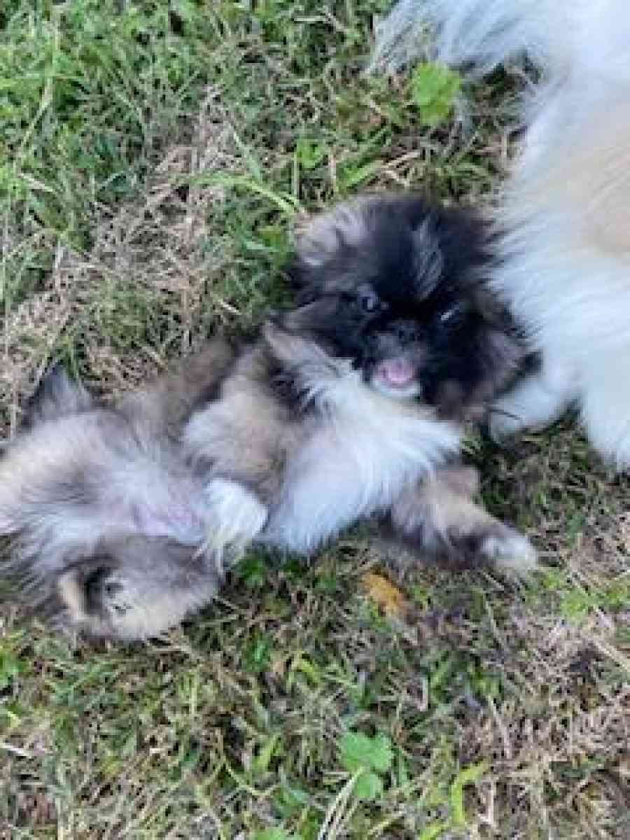 Pekingese Puppies