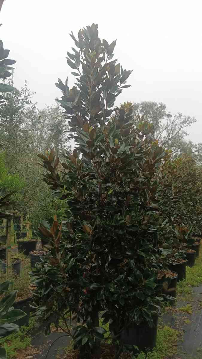 shade trees available  all sizes and species