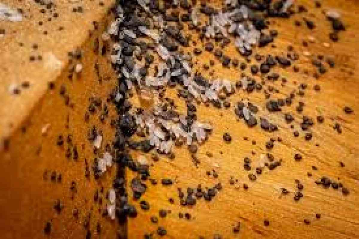pest n termite treatment