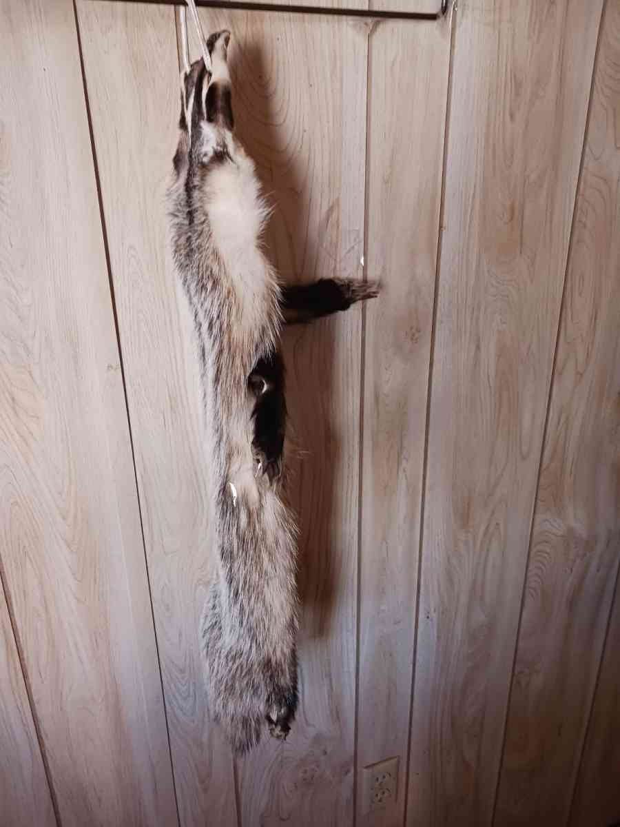fox furs badger furs skunk fur