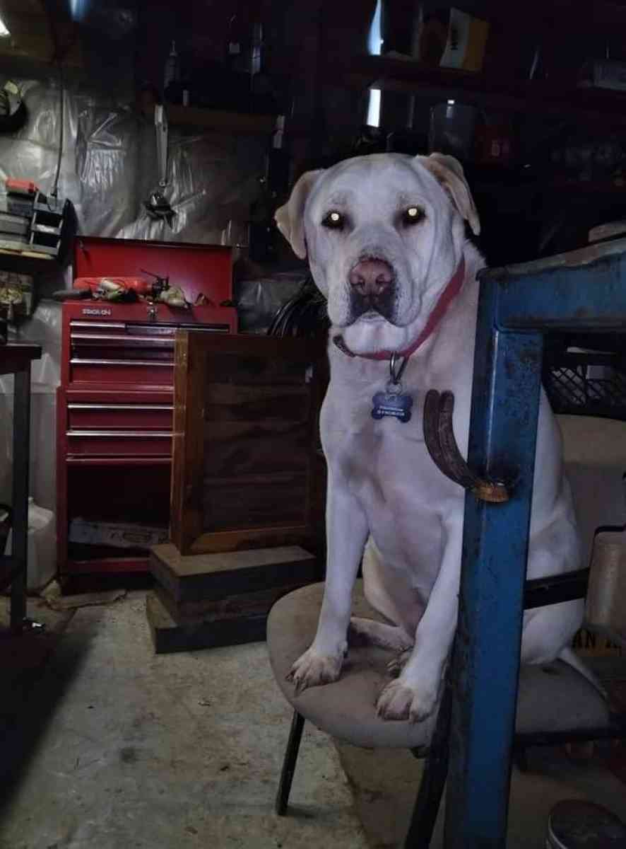 Rehoming for a better life