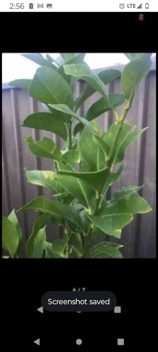 plants citrus all types