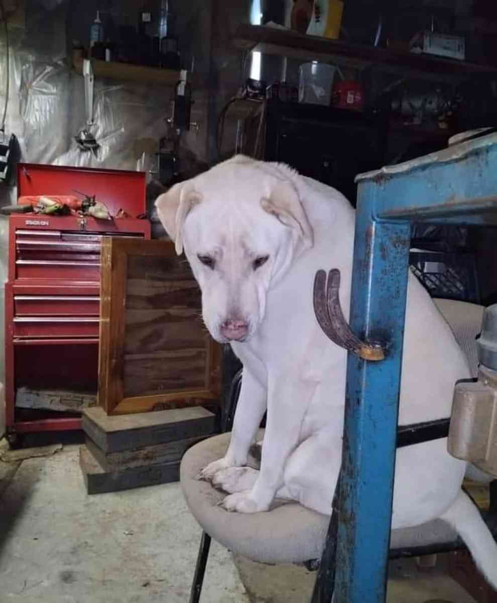 Rehoming for a better life