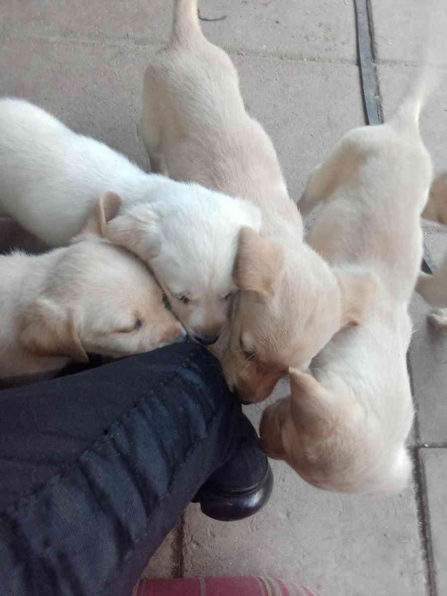 full stock lab puppies