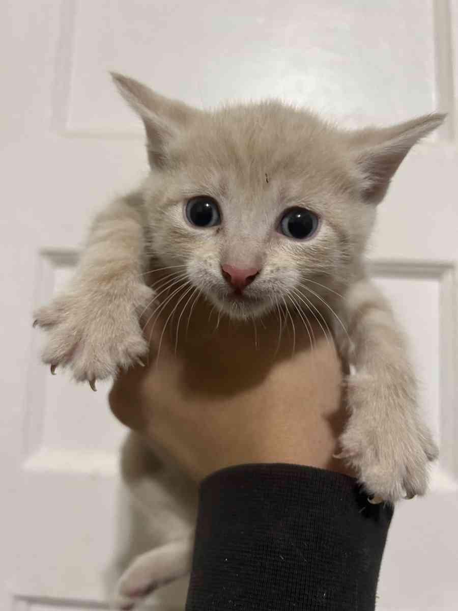 kitten