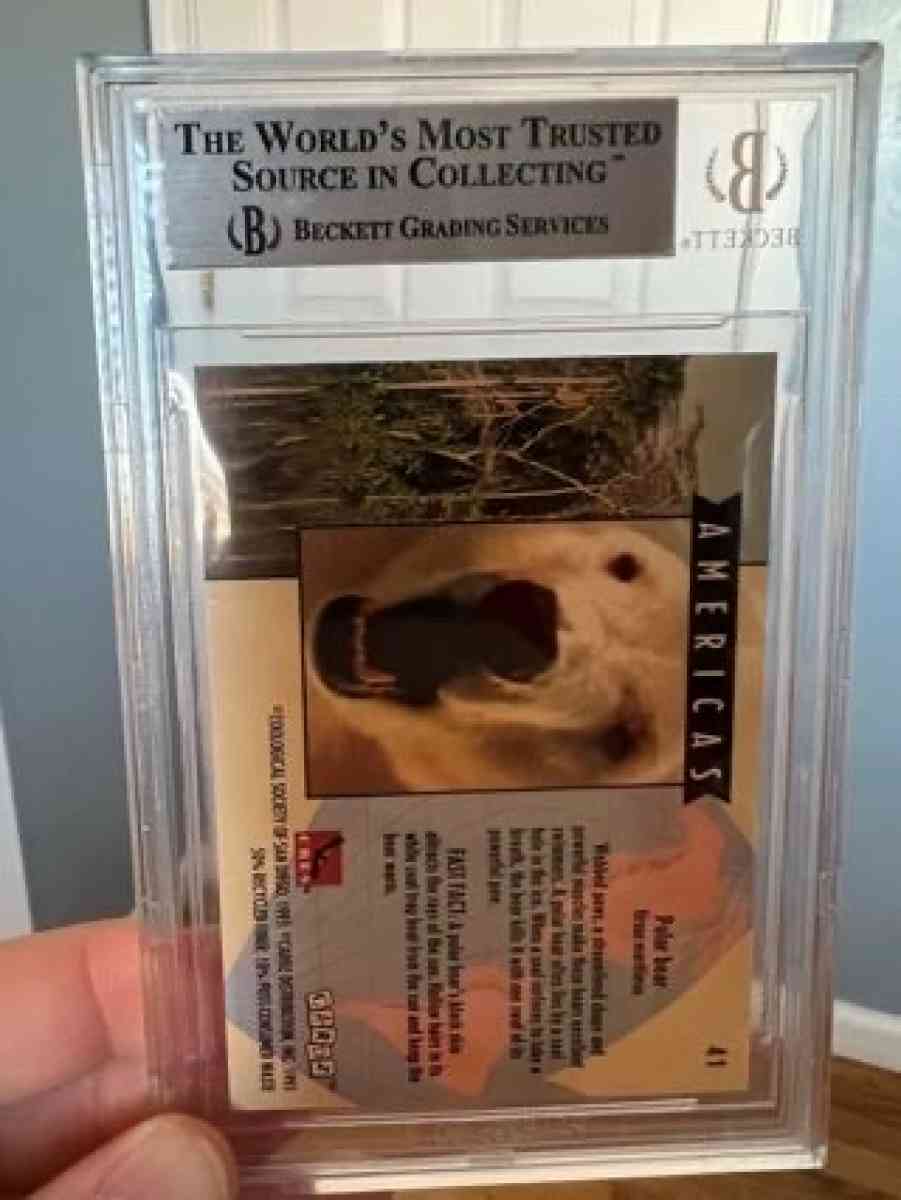 1993 World Famous San Diego Zoo 41 Polar Bear Graded 85