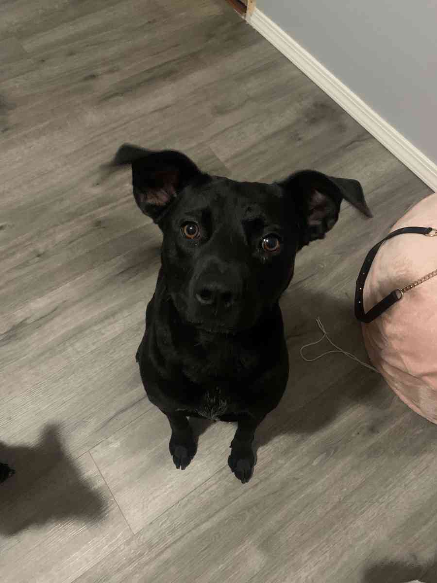 Sweet female black lab mix