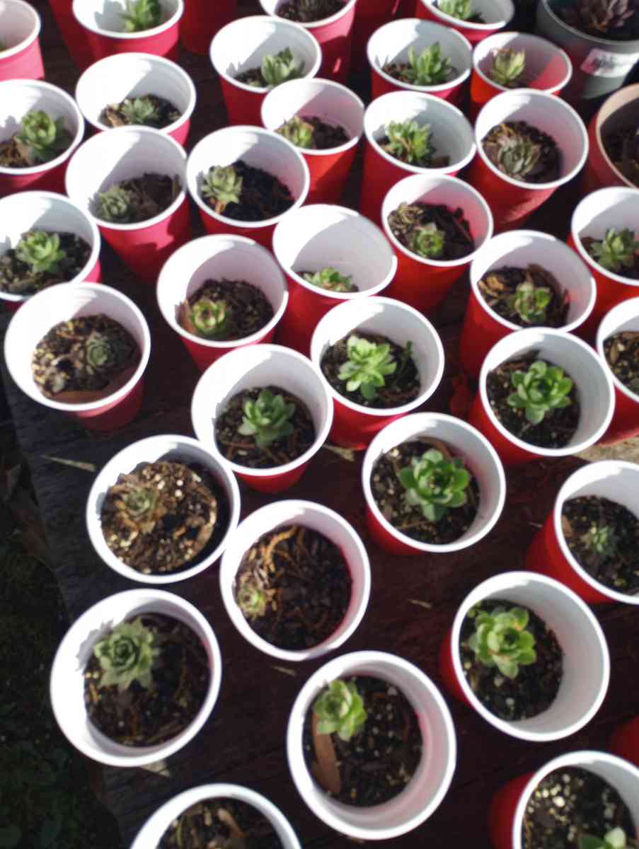 hen and chick plants and snake plants