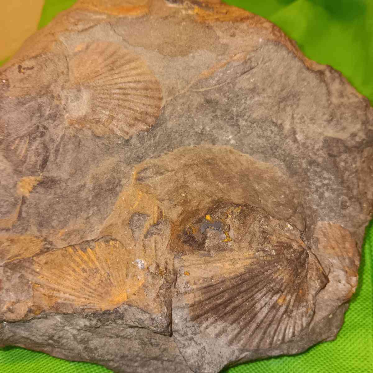 fossil