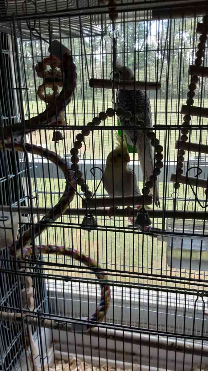 1 male cocktail and 1 female