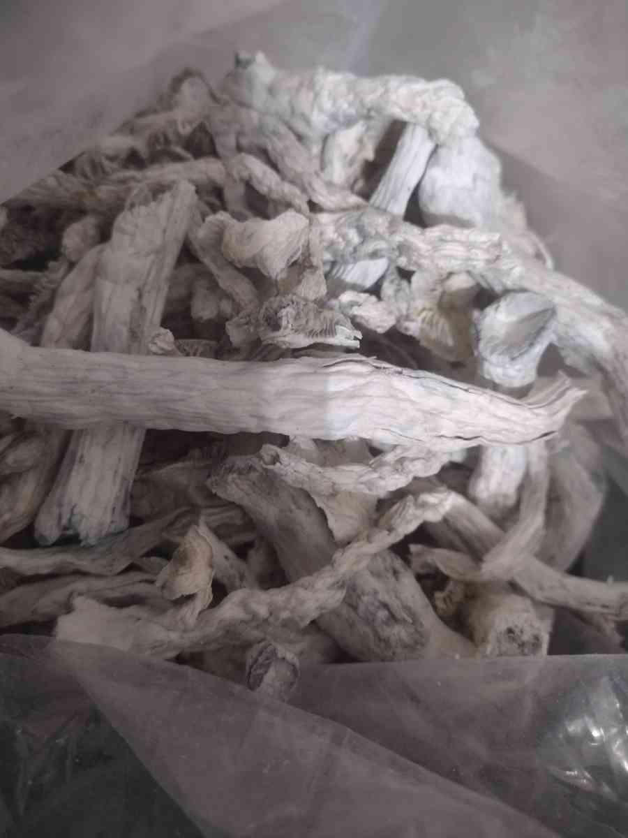 8th of spiritual mushrooms