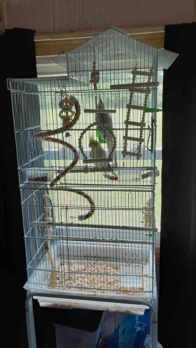 1 male cocktail and 1 female