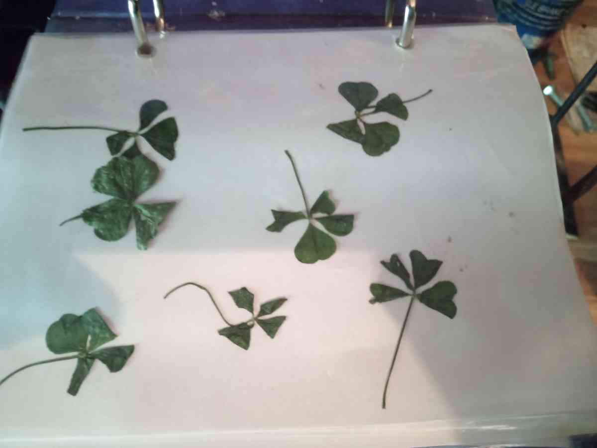 photo album with 50 4 leaf clovers