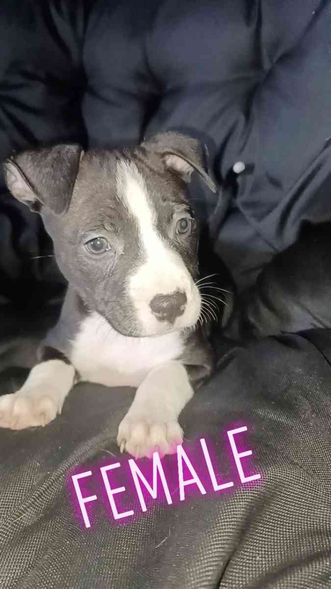 pitbull terriers red nose puppies