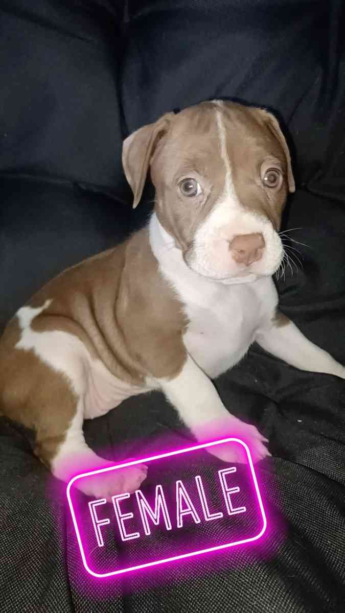 pitbull terriers red nose puppies