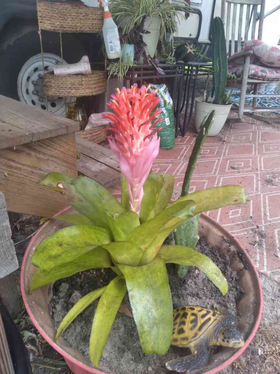 succulent blooms big flower in middlethey multiply