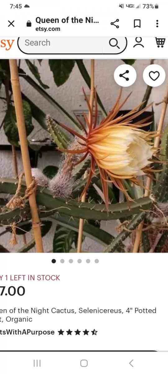 princess of the night cactus