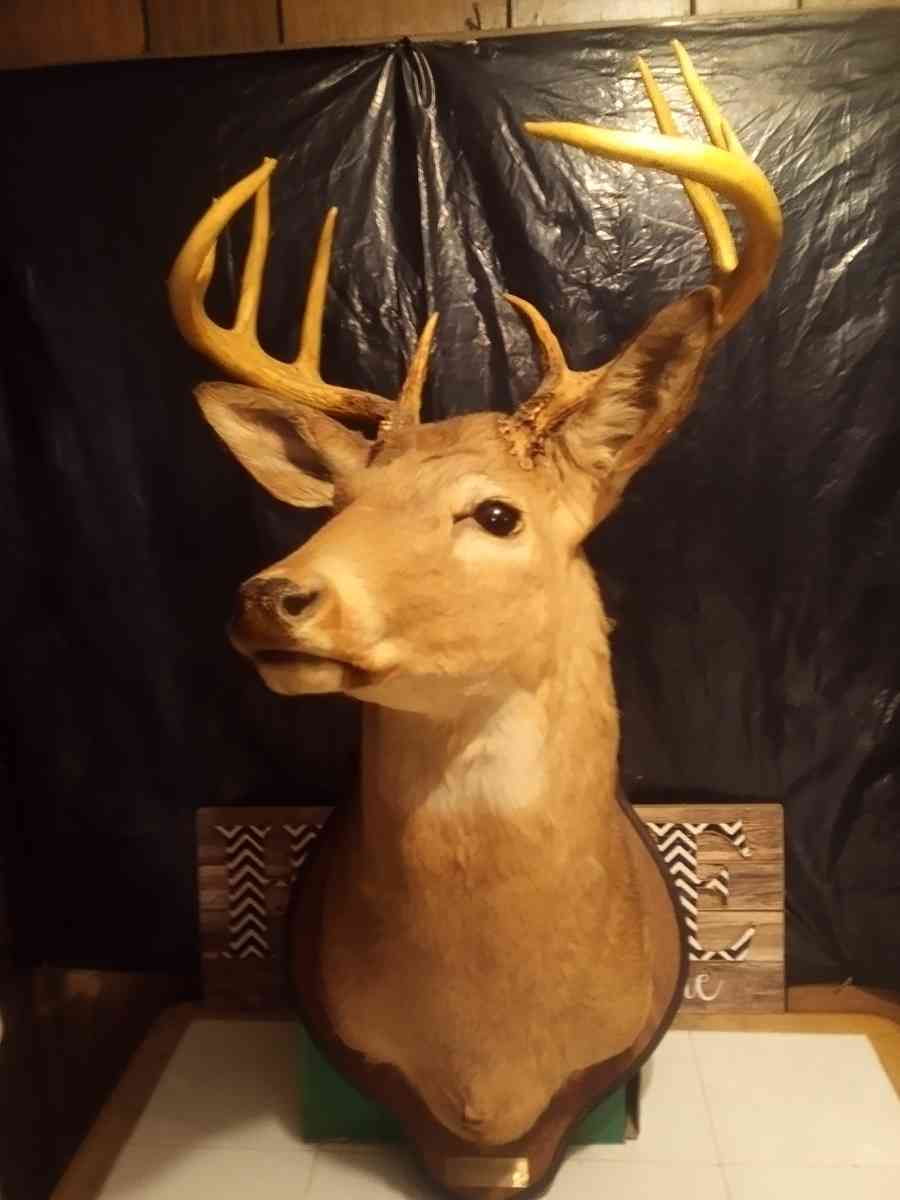 1981 Mounted White tail Deer