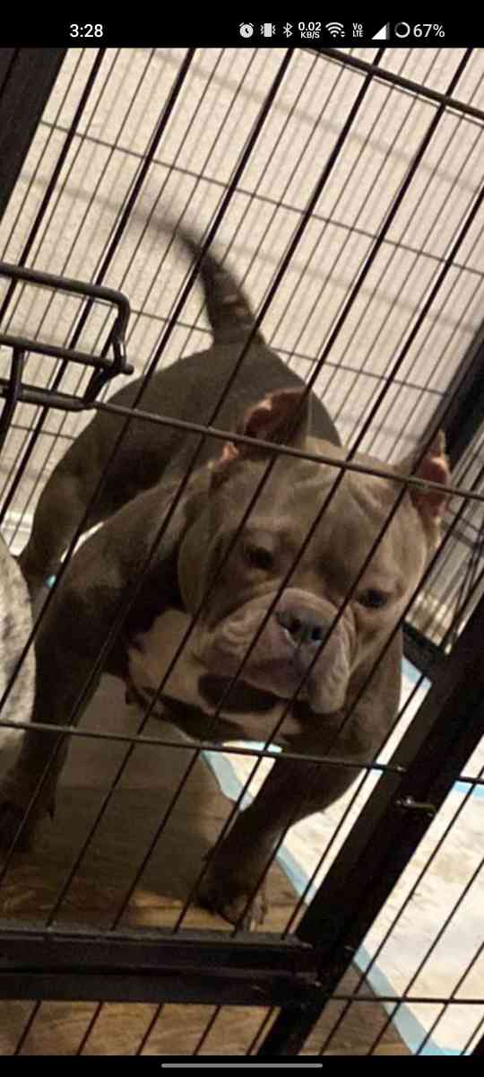 bulldog and pocket bully