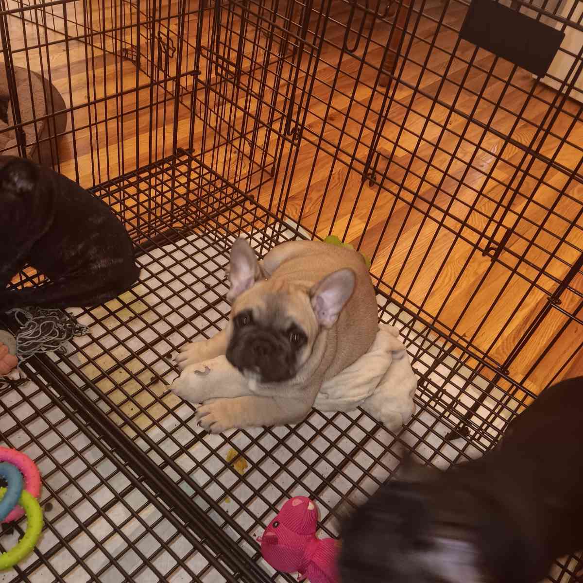 french bulldog puppies