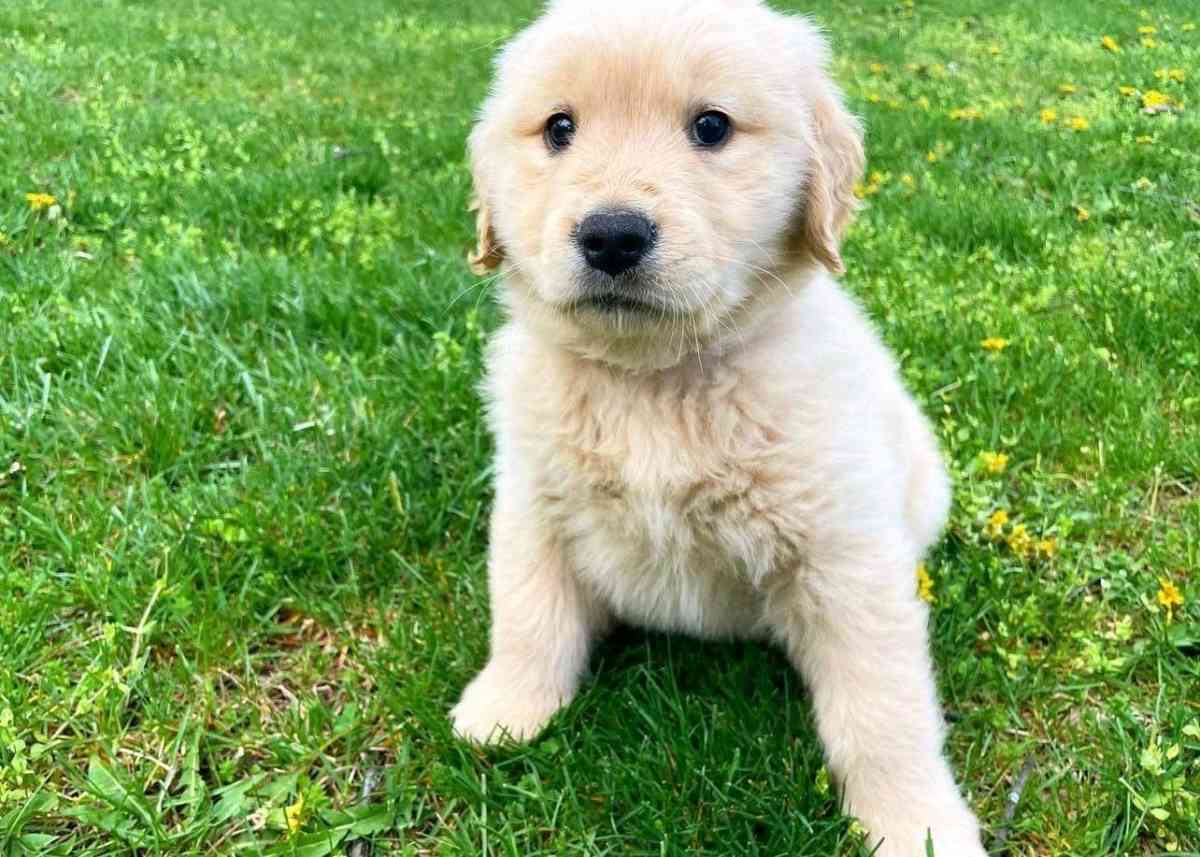 golden retriever puppy