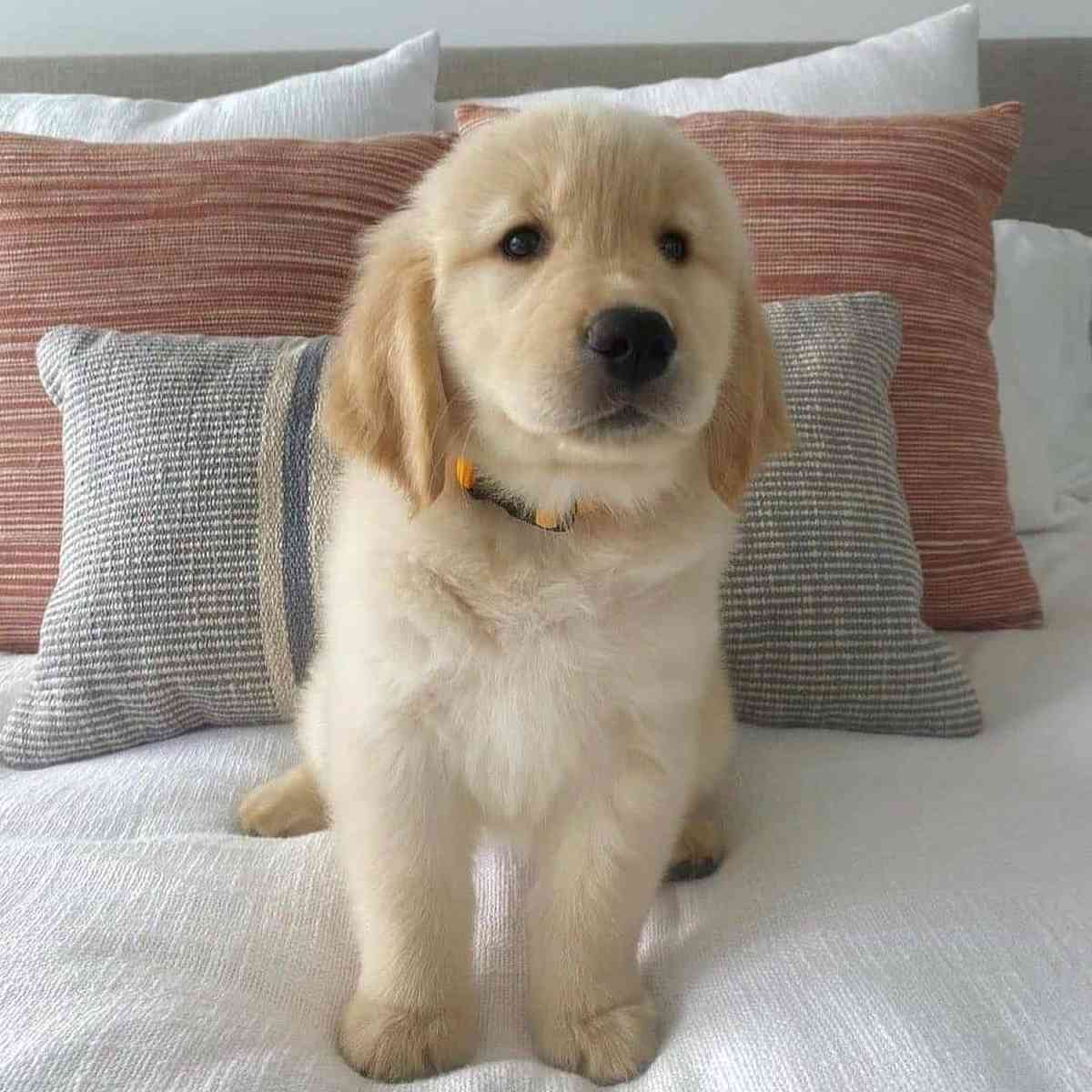 golden retriever puppy